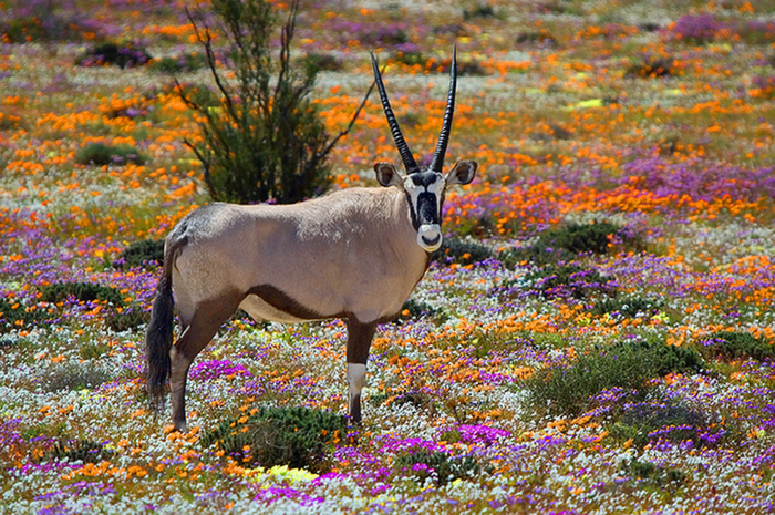 Güney Afrika - Namaqualand